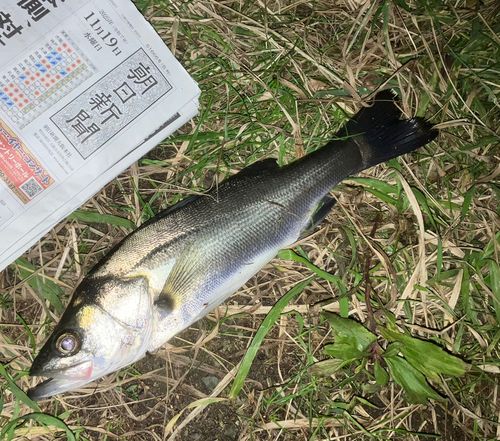 セイゴ（マルスズキ）の釣果