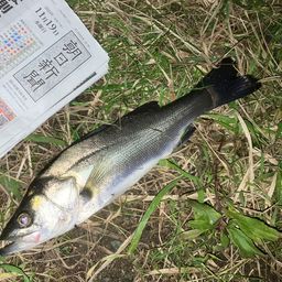 セイゴ（マルスズキ）