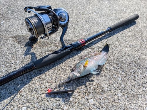 ホシササノハベラの釣果