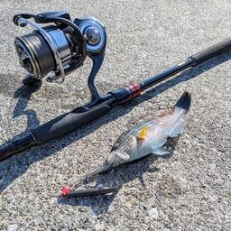 ホシササノハベラ