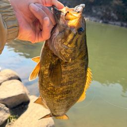 スモールマウスバス