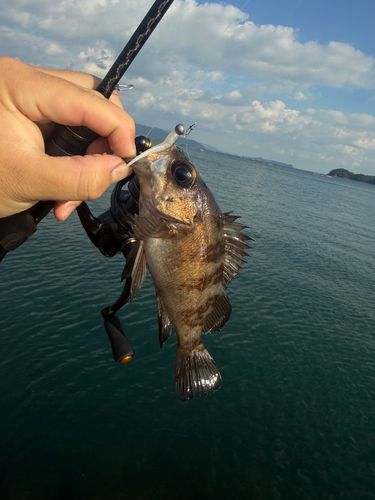 クロメバルの釣果