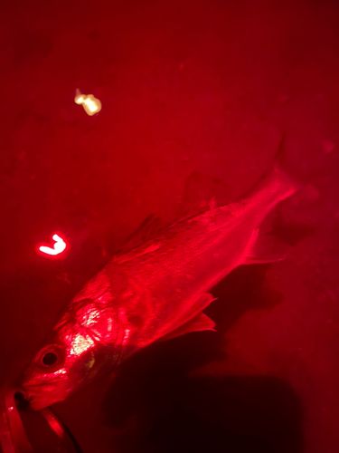 セイゴ（マルスズキ）の釣果