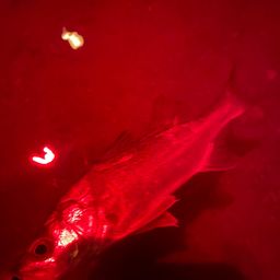 セイゴ（マルスズキ）