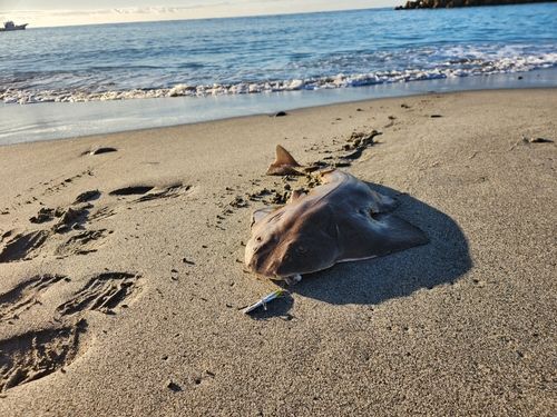 カスザメの釣果