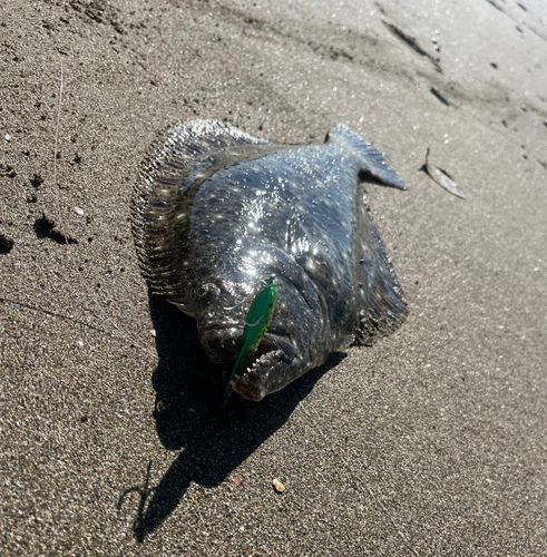 ヒラメの釣果