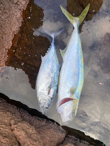 ヒラマサの釣果