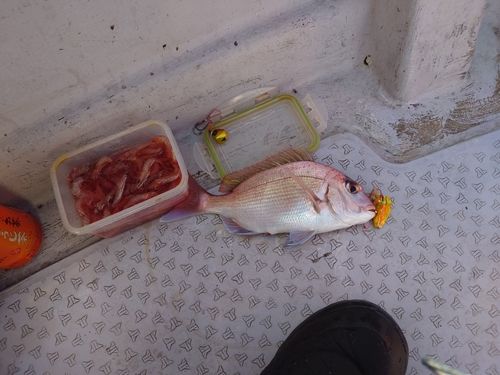 マダイの釣果