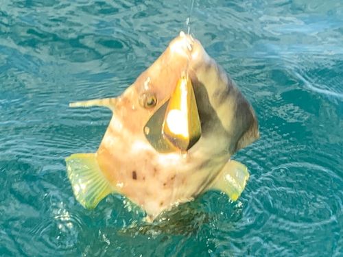 カワハギの釣果