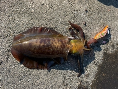 アオリイカの釣果