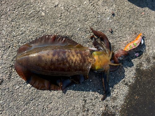 アオリイカの釣果