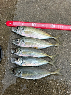 アジの釣果