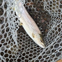 ブラウントラウト