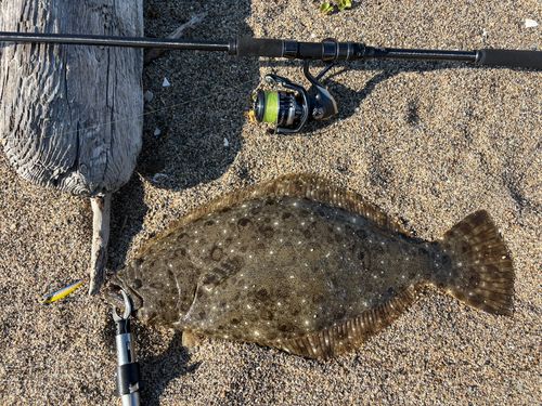 ヒラメの釣果