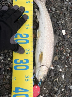 アメマスの釣果