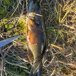 スモールマウスバス