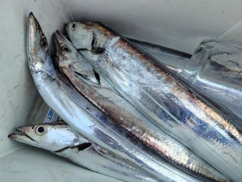 タチウオの釣果