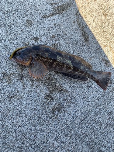 アイナメの釣果