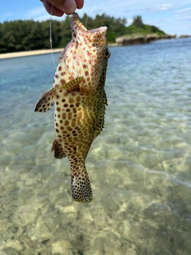 イシミーバイの釣果