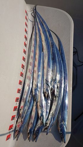 タチウオの釣果