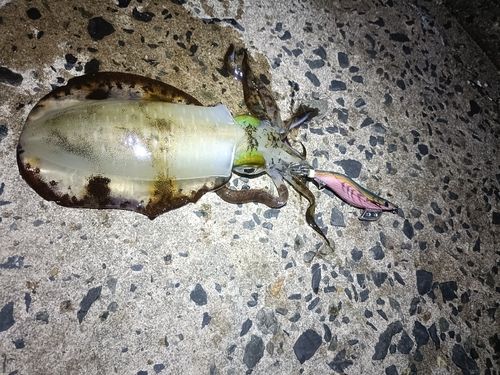 アオリイカの釣果