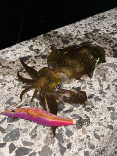 アオリイカの釣果