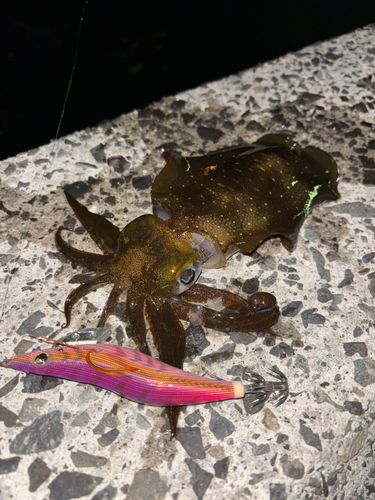 アオリイカの釣果