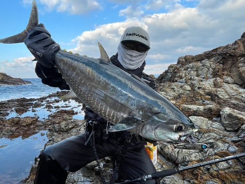 コシナガマグロの釣果