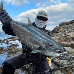 コシナガマグロ