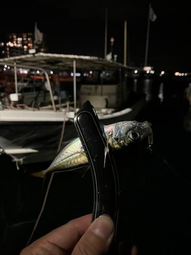 マアジの釣果