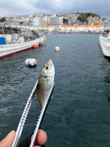 塩屋漁港（大阪）