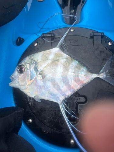 イトヒキアジの釣果