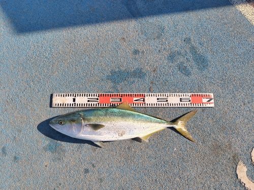 新地町海釣り公園