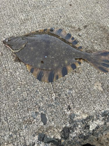 ヌマガレイの釣果