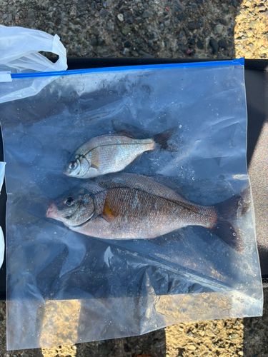 ウミタナゴの釣果