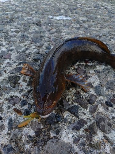 アイナメの釣果