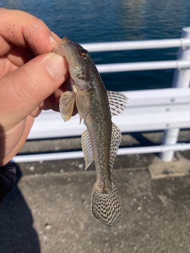 チャリコの釣果