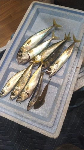サバの釣果