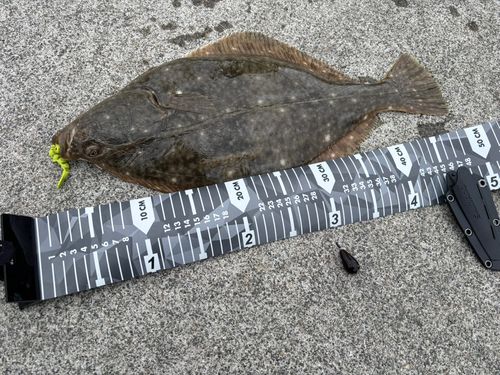 イシガレイの釣果