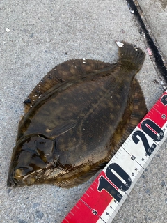 クロガシラガレイの釣果