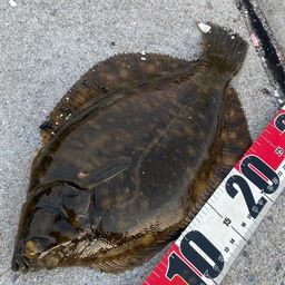 クロガシラガレイ