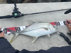 オニヒラアジの釣果