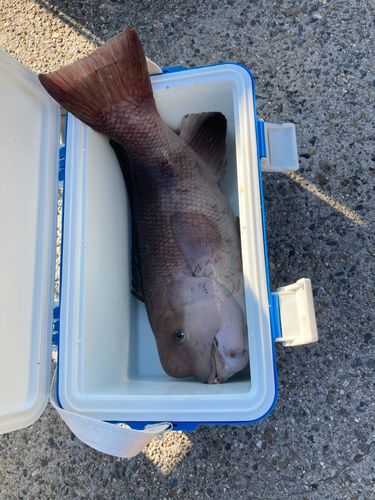 コブダイの釣果