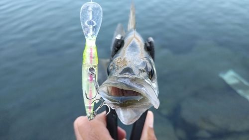 セイゴ（ヒラスズキ）の釣果