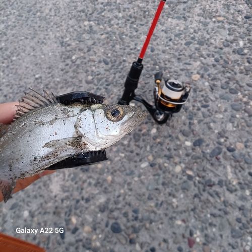 セイゴ（ヒラスズキ）の釣果