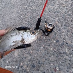 セイゴ（ヒラスズキ）