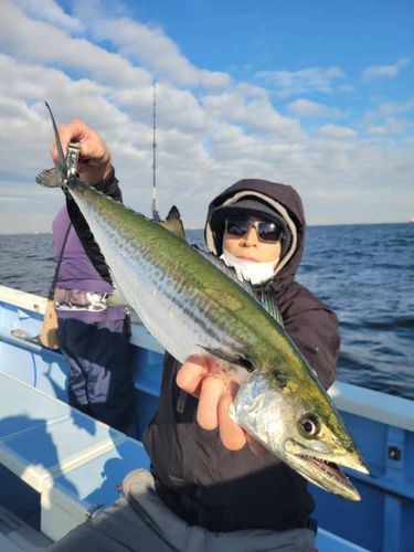 サワラの釣果