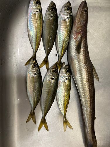 周防大島（屋代島）