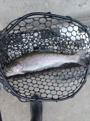 ニジマスの釣果