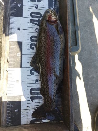 ニジマスの釣果